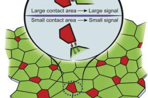 NOJOOCH CELL