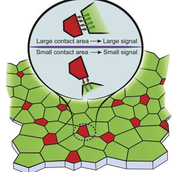 nojooch cell